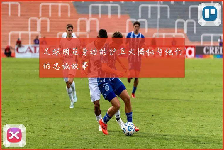 足球明星身边的护卫犬揭秘与他们的忠诚故事